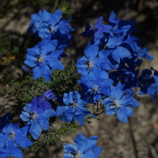 Lechenaultia biloba